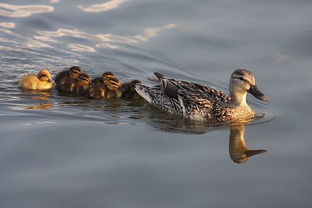 animal photography of wild duck with ducklings thumbnail