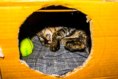 Gray and Brown Kitten in Cardboard Box thumbnail