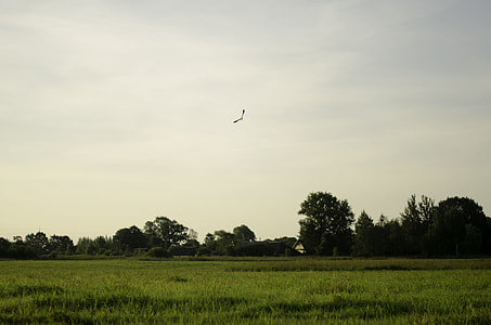 green grass below flying bird across green trees photo during daytime thumbnail