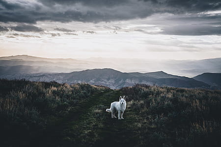 adult white Siberian husky on mountain thumbnail