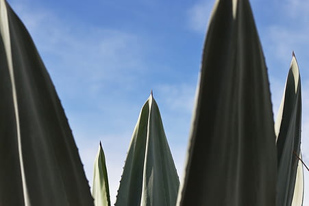 plant, green, agave, close-up thumbnail