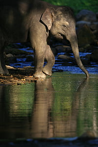 elephant on body fo water thumbnail