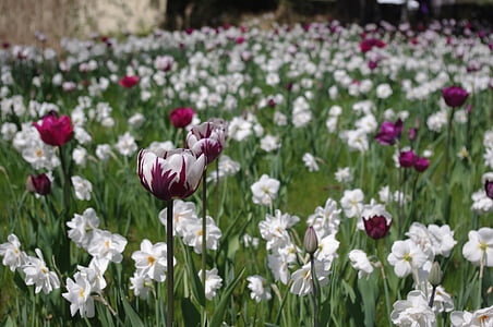 purple-and-white tulips and white daffoduks thumbnail