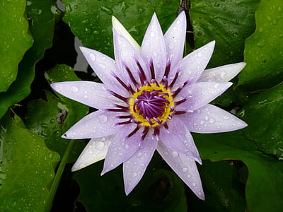 white and purple flower thumbnail