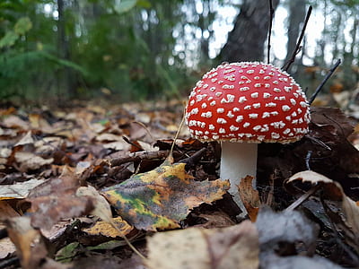 red mushroom on ground at daytime thumbnail