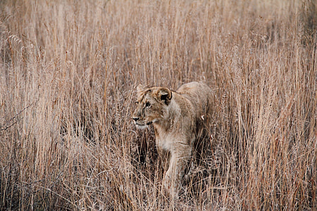 lioness ready to hunt food thumbnail