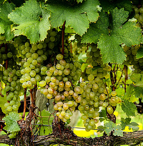 Green Grapes on a vine thumbnail