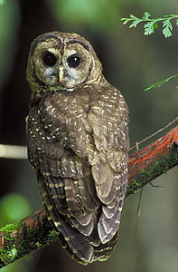 brown owl on red branch thumbnail