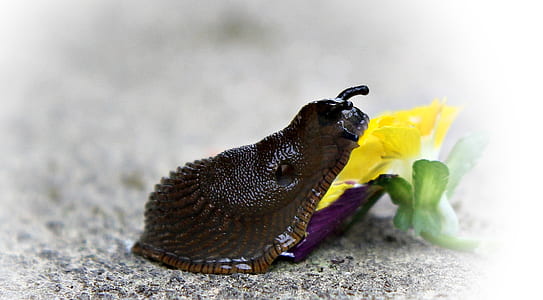 shallow focus photography of snail thumbnail
