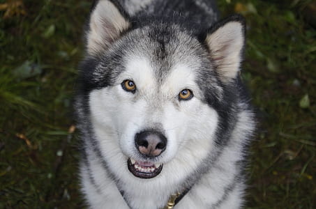 black and white Siberian husky on grass thumbnail