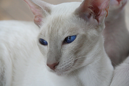 close-up photo of short-fur white cat thumbnail