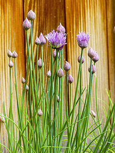 purple petaled flowers thumbnail