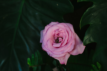 pink rose close up photo thumbnail