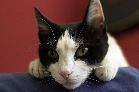 selective focus photography of white and black cat thumbnail