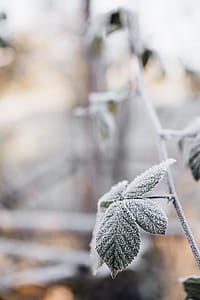 Detail of leaves covered in frost thumbnail