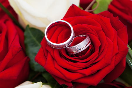 two silver-colored rings on red flower thumbnail