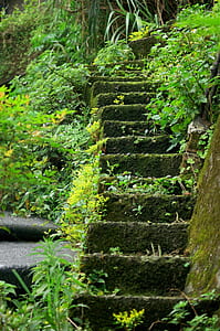 stair covered with moss surrounded with plants thumbnail
