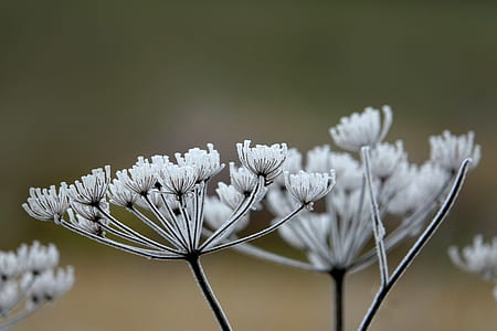 macro photography of white flowers thumbnail