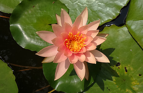 pink petaled flower in bloom thumbnail