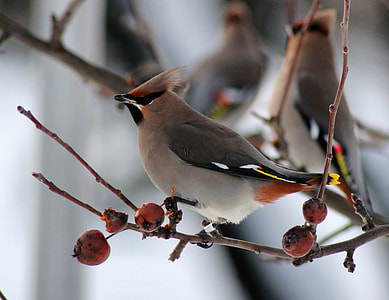 closeup photography of grey and black bird thumbnail