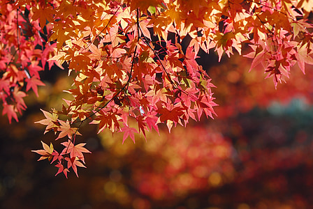 close-up photo red and brown maple leafs thumbnail