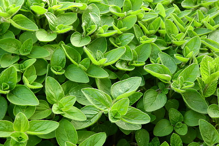 oval green leaf plant thumbnail