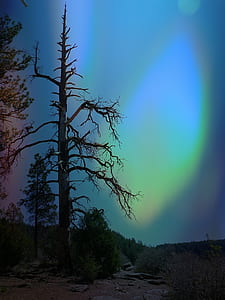 bare tree during night time with northern lights thumbnail