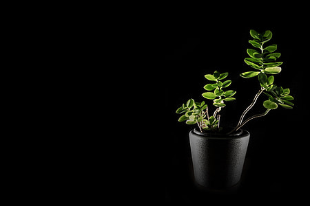 green succulent plant on black pot thumbnail