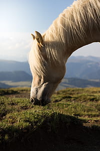 Selective Focus Photo of White Horse thumbnail