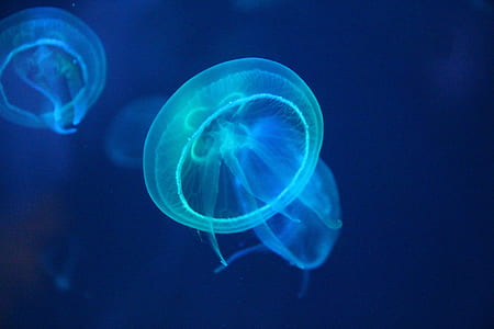 jellyfish wallpaper thumbnail