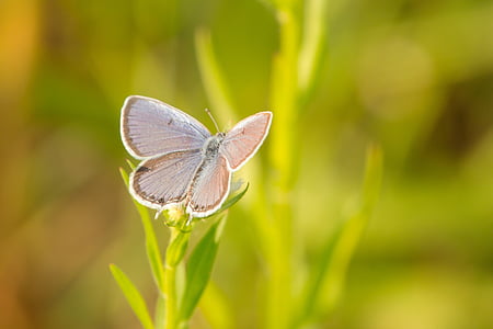 white azure butterfly perching on leaf thumbnail