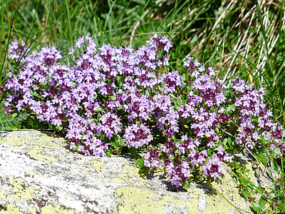flowers on rock thumbnail