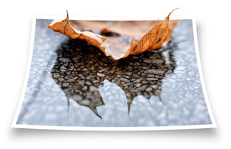 shallow focus photo of brown leaf thumbnail
