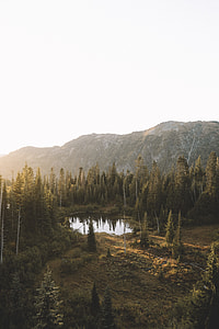 landscape photography of forest during daytime thumbnail