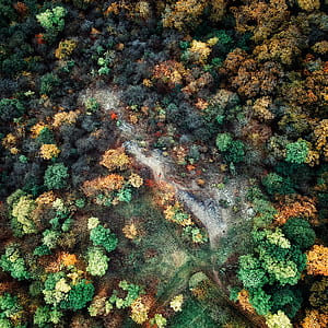 top view photo of green trees thumbnail