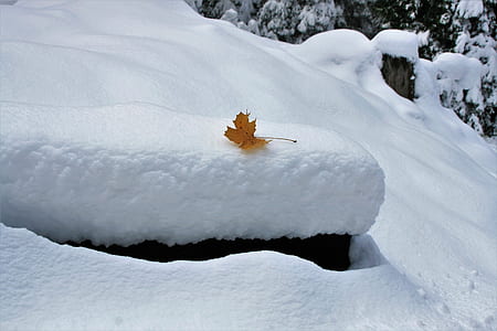 maple leaf on snow thumbnail
