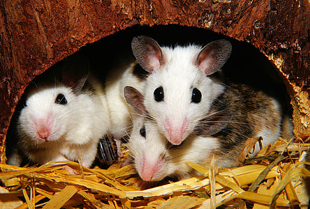 white and brown hamsters thumbnail