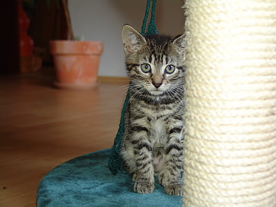 brown tabby kitten sitting on cat condo thumbnail