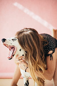 Woman Playing With Her Adult Dalmatian thumbnail