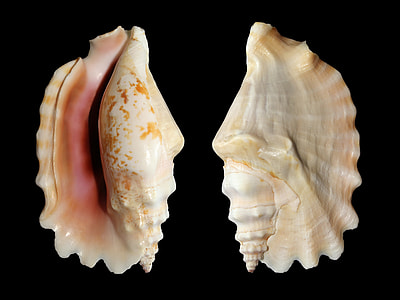 two brown-and-white shells thumbnail