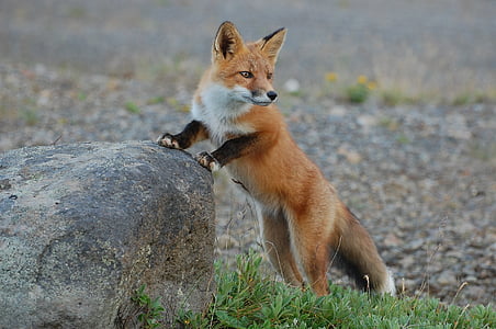 brown fox thumbnail