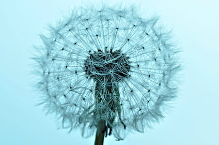 closeup photography of white dandelion flower thumbnail