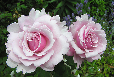 macro photography of two pink petaled flowers thumbnail