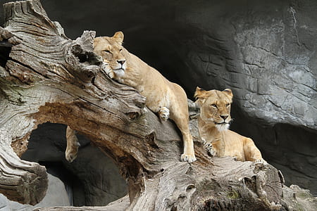 two brown lioness on wood thumbnail