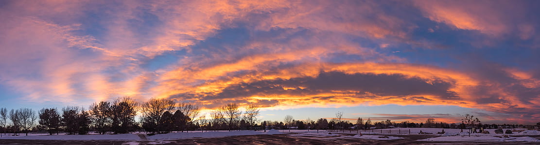 panorama photography of tree silhouette during golden hour thumbnail