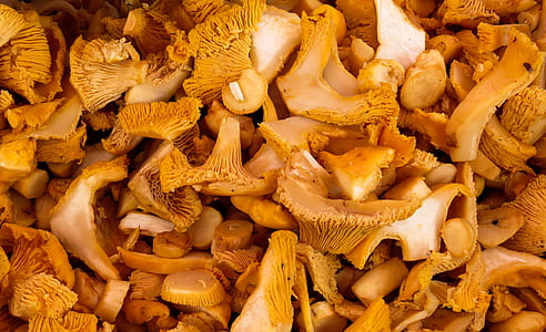 fill the frame photography of mushrooms thumbnail