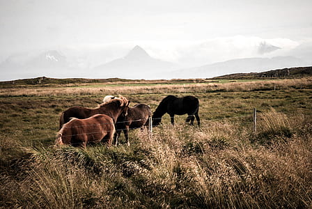 landscape, field, desert, animal thumbnail