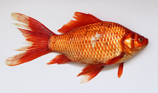 orange fish with white background thumbnail