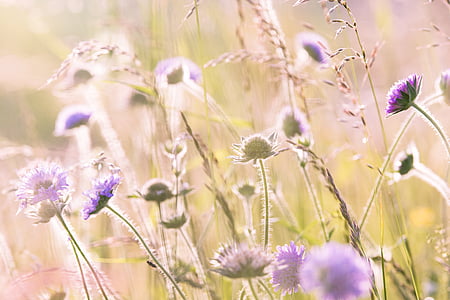 field of purple daisy flowers thumbnail