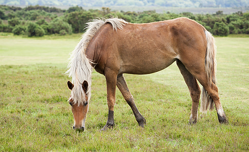 brown horse surrounded by green trees thumbnail